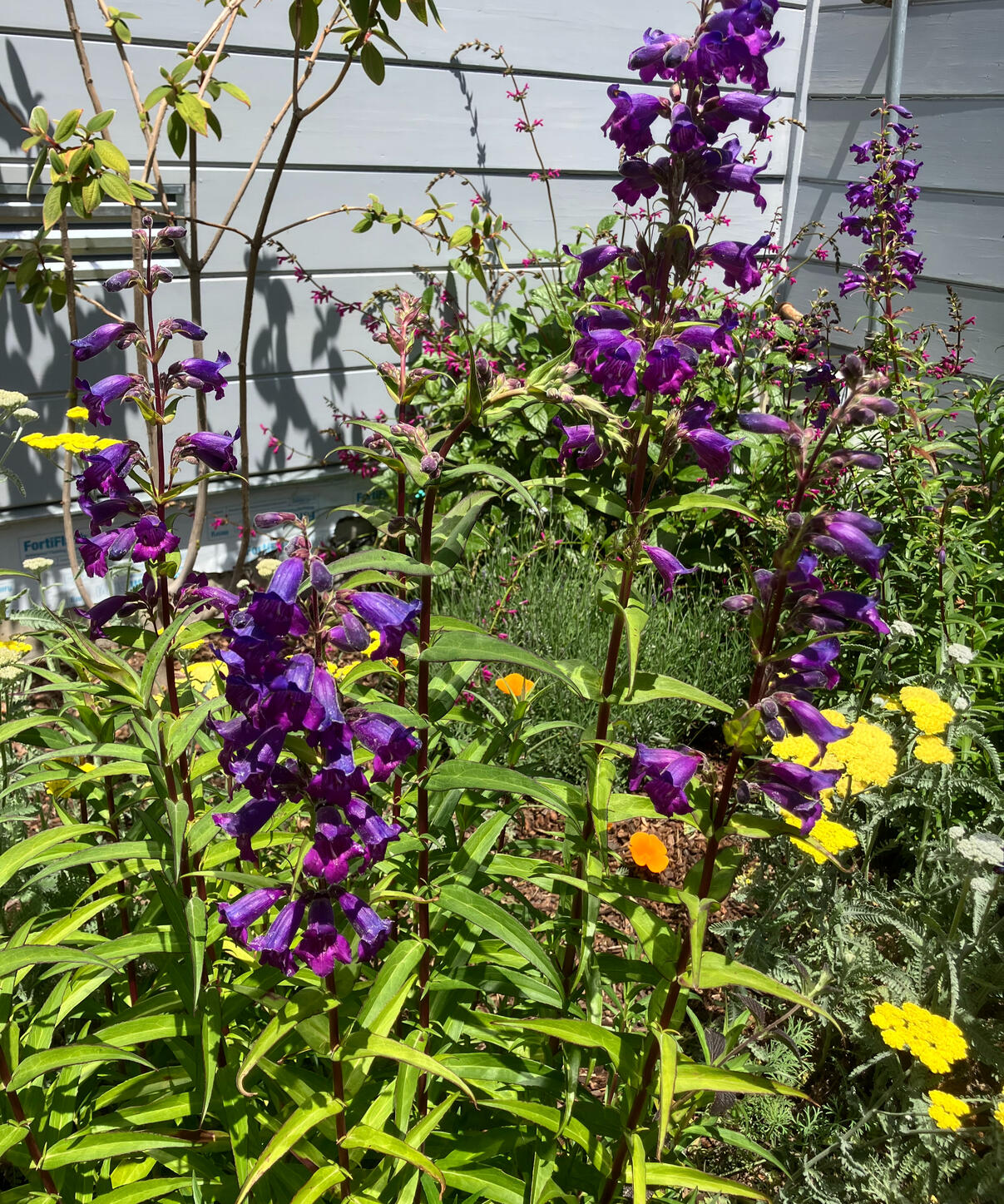 Oakland | Cottage Garden Design, Installation, and Maintenance