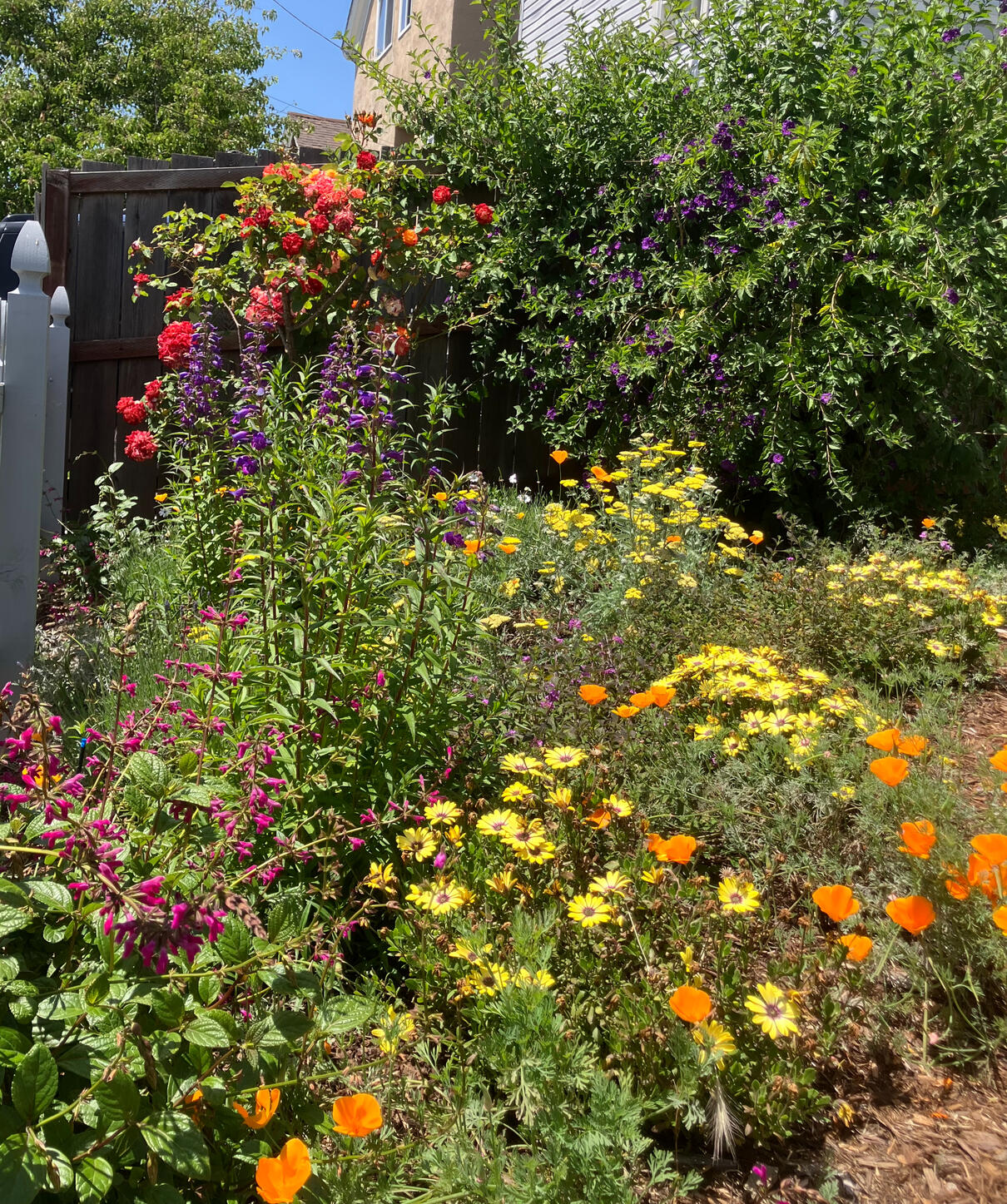 Oakland | Cottage Garden Design, Installation, and Maintenance