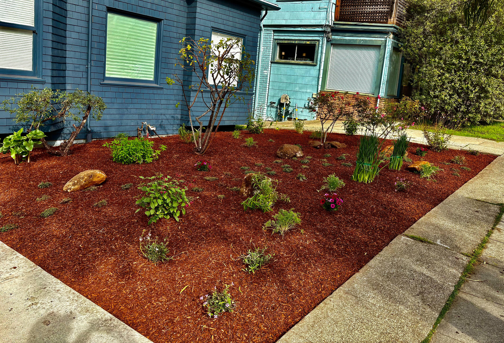 Oakland | Living Path Cottage Garden Design, Installation, and Maintenance